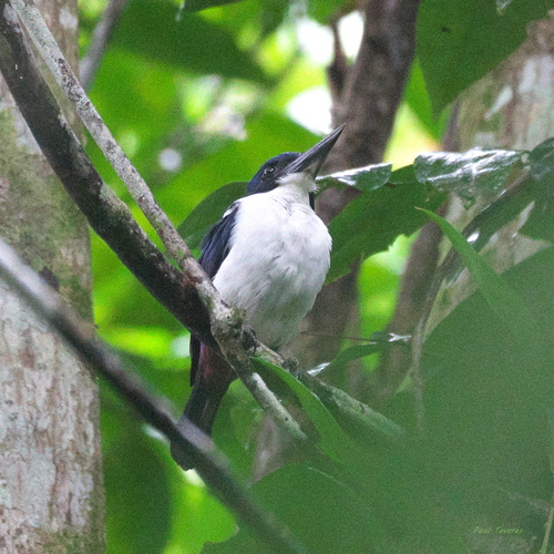 Todiramphus leucopygius observed 2025-03-23