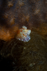 Chromodoris alternata
