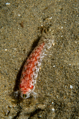 Austrosquilla osculans