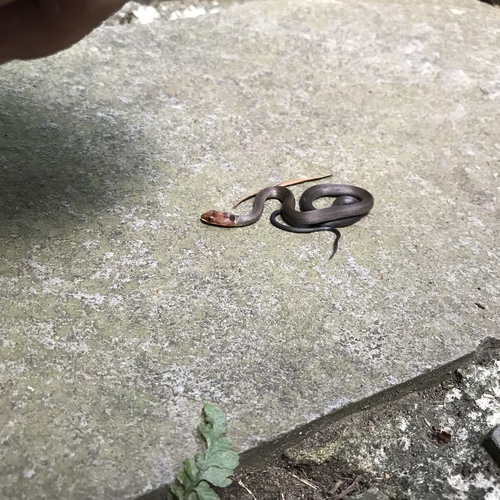Photo of a Chinese Many-tooth Snake (Sibynophis chinensis)
