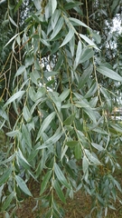 Salix