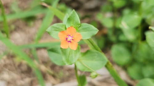 Lysimachia arvensis observed 2025-04-08