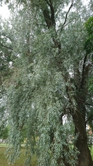 Salix