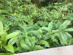 Lonicera involucrata