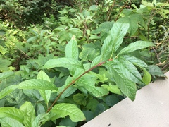 Lonicera involucrata