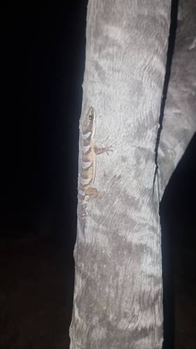 Northern Velvet Gecko, Oedura castelnaui