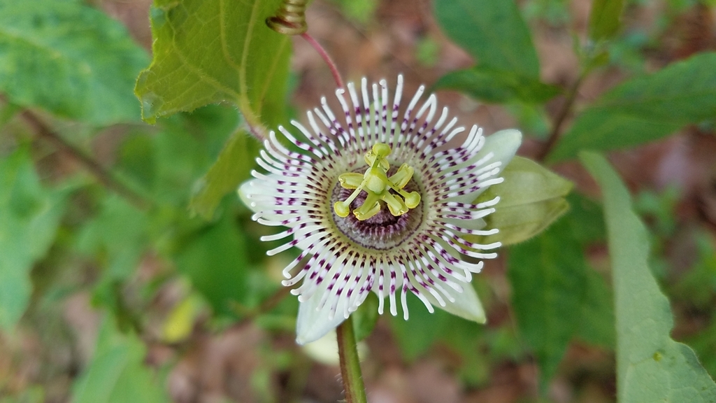 Passiflora exsudans; photograph (c) Alan Rockefeller, some rights reserved (CC BY)