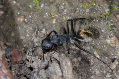 Camponotus suffusus