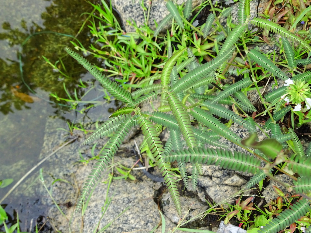 Sesbania procumbens (Roxb.) Wight & Arn. 2