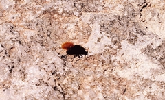 Dasymutilla magnifica