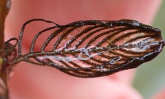 Myriophyllum spicatum