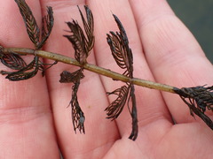 Myriophyllum spicatum
