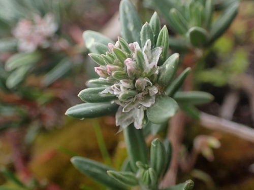 Image of Polygonum paronychia by no rights reserved