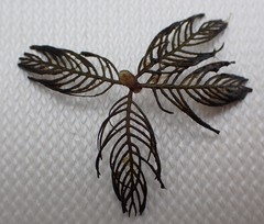 Myriophyllum spicatum