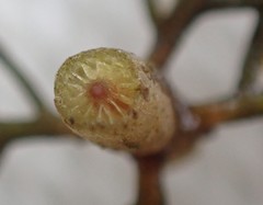 Myriophyllum spicatum