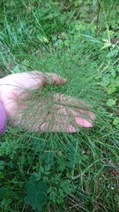 Equisetum sylvaticum