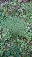 Equisetum sylvaticum