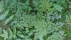Anthriscus sylvestris