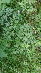 Anthriscus sylvestris