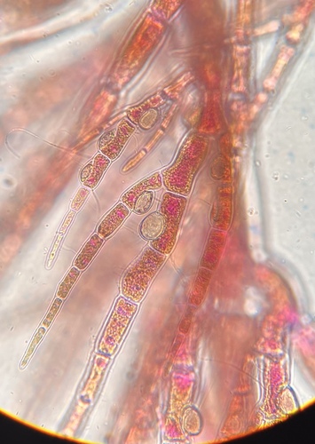 Scagelia pylaisaei observed 2025-03-30