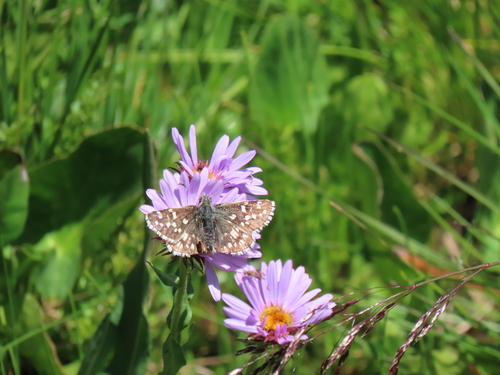 Northern Grizzled Skipper photo 3