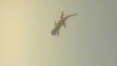 Hemidactylus bowringii