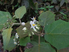 Solanum torvum