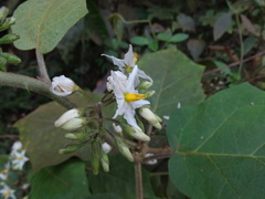 Solanum torvum