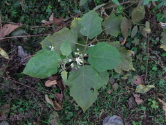 Solanum torvum