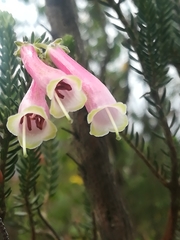 Erica curviflora curviflora