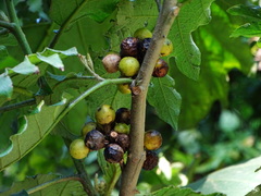 Solanum torvum