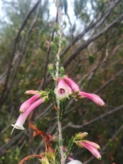 Erica curviflora curviflora