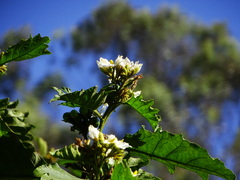 Solanum torvum