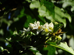 Solanum torvum