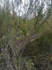 Erica curviflora curviflora