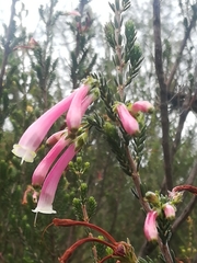 Erica curviflora curviflora
