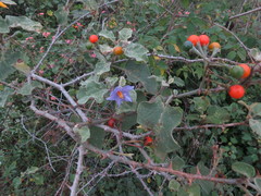 Solanum violaceum