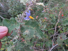 Solanum violaceum
