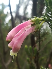 Erica curviflora curviflora