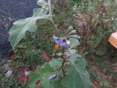 Solanum violaceum