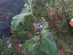 Solanum violaceum