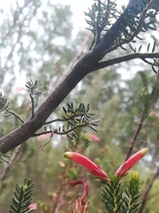 Erica curviflora curviflora