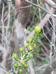 Erica curviflora curviflora