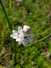 Wurmbea stricta
