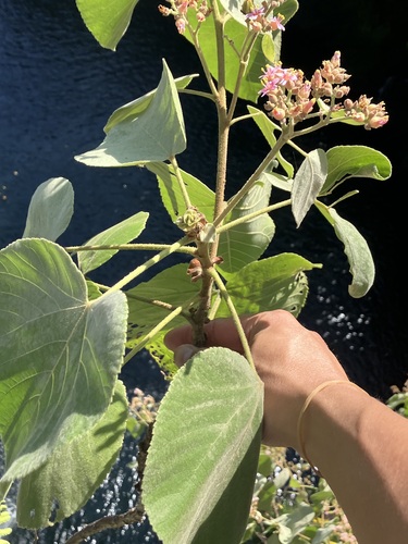 Image of Melochia umbellata by no rights reserved