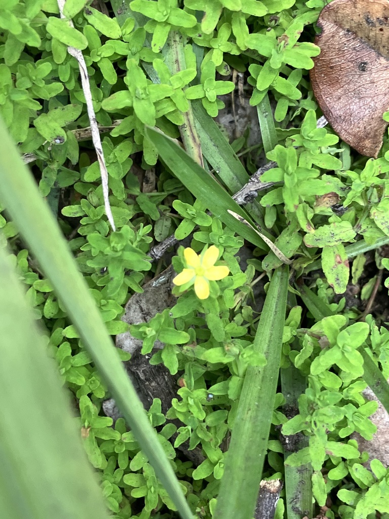 Sierra madre St. johnswort (Hypericum parvulum)
