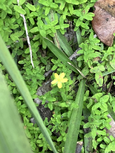 Sierra madre St. johnswort (Hypericum parvulum)