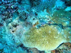 Cirrhitichthys falco