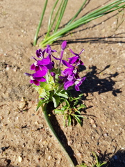 Lapeirousia pyramidalis regalis