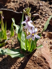 Cyanella orchidiformis